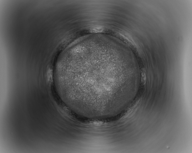 X0000096170598200802151436