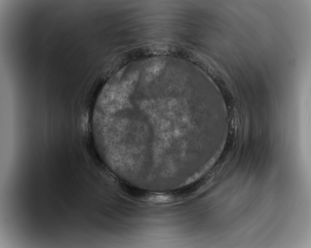 X0000096170610200802151436