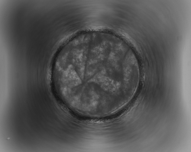 X0000096170640200802151435