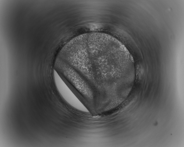 X0000096170650200802151436