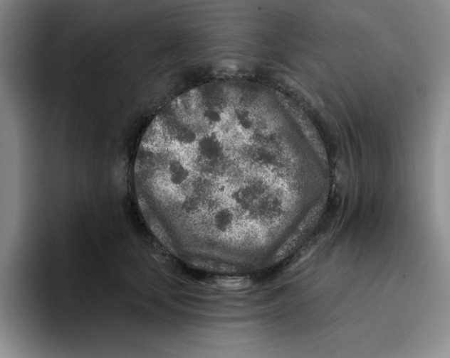 X0000096170659200802151436