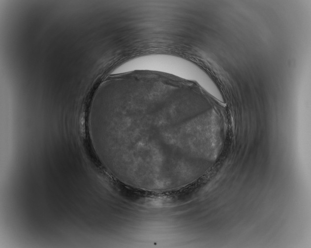 X0000096170696200802151435