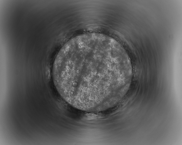 X0000096170703200802151435