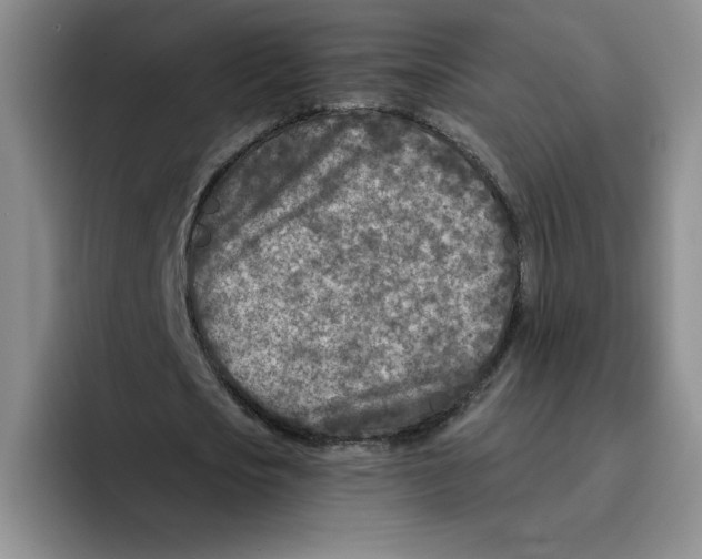 X0000096170721200802151434