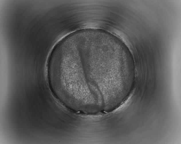 X0000096170779200802151434