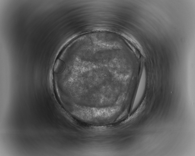 X0000096170798200802151434
