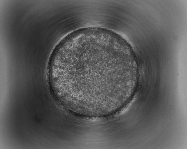 X0000096170879200802151432