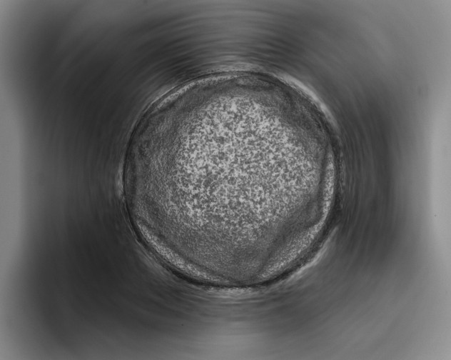 X0000096170889200802151432