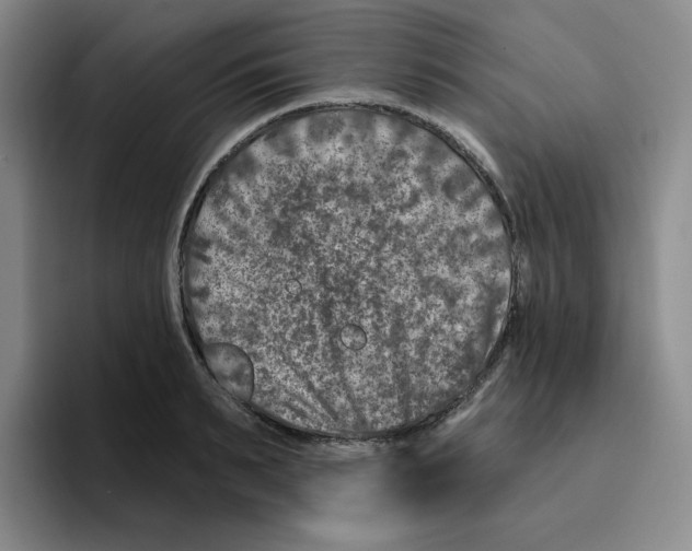 X0000096170895200802151432