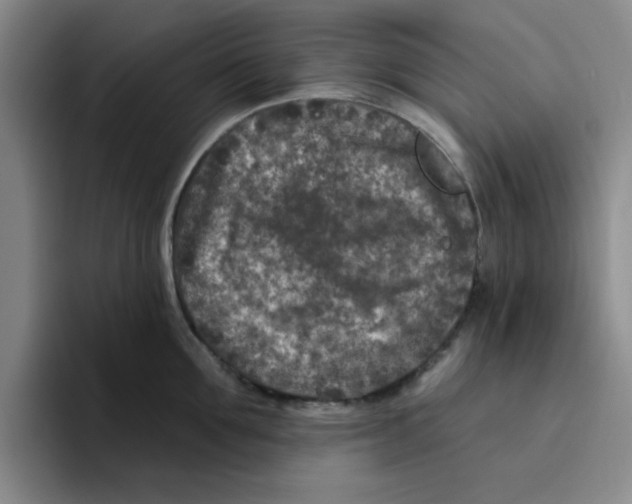 X0000096170907200802151432