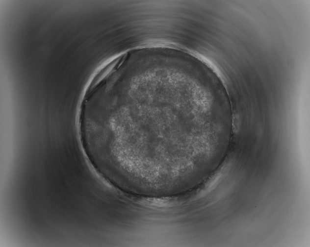 X0000096170995200802151431
