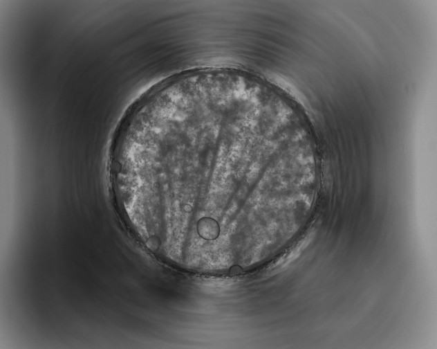 X0000096171071200802151430