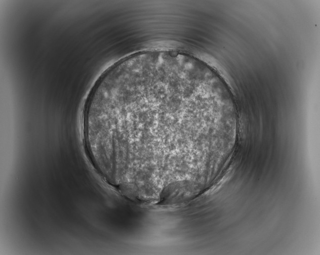 X0000096171083200802151430
