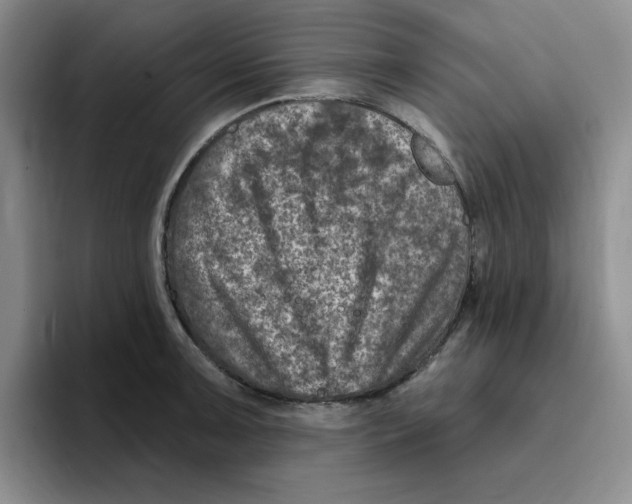 X0000096171091200802151430