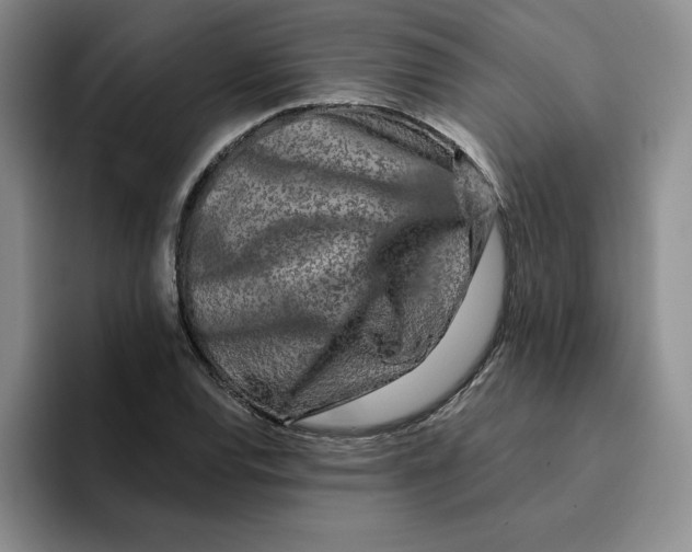 X0000096171120200802151429