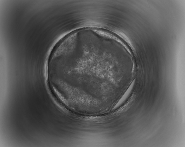 X0000096171128200802151429