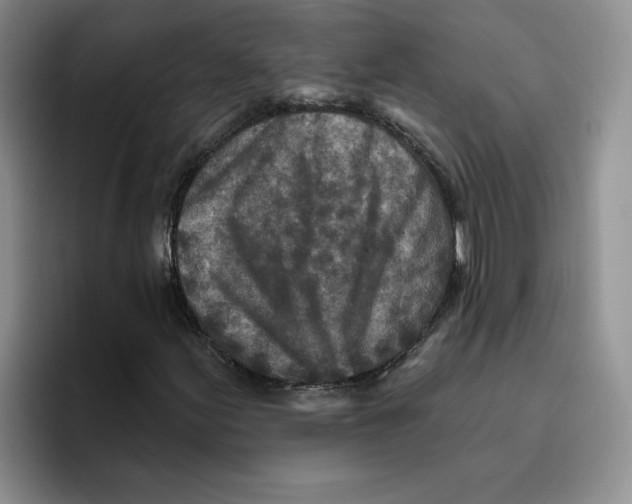 X0000096171155200802151429