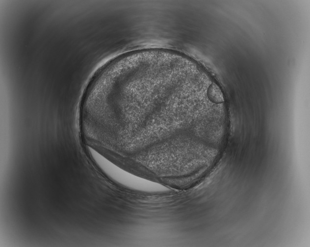 X0000096171174200802151429