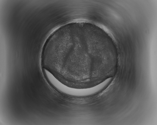 X0000096171229200802151428