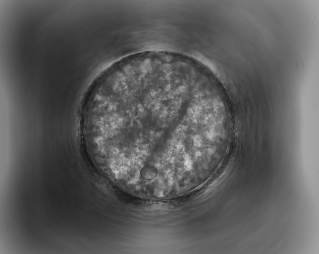 X0000096171263200802151427