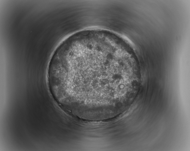 X0000096171279200802151427