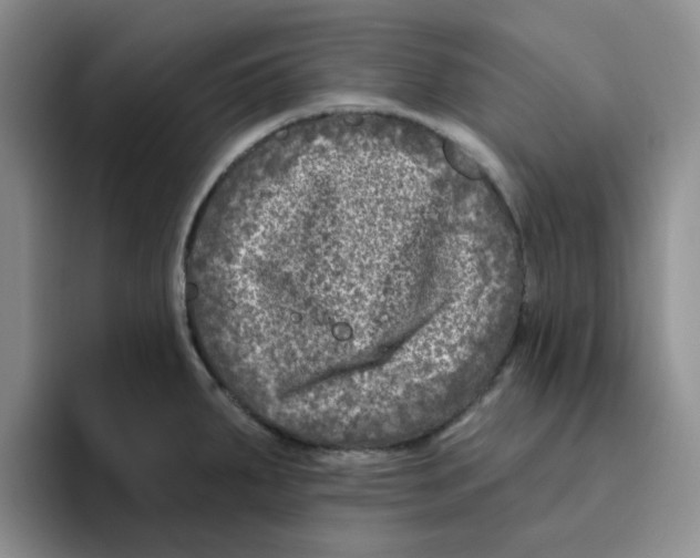 X0000096171287200802151427