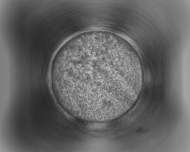 X0000096171294200802151427