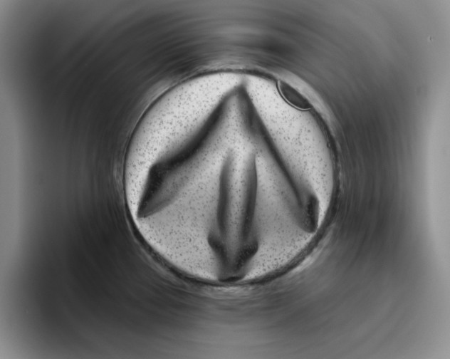 X0000096171337200802151427