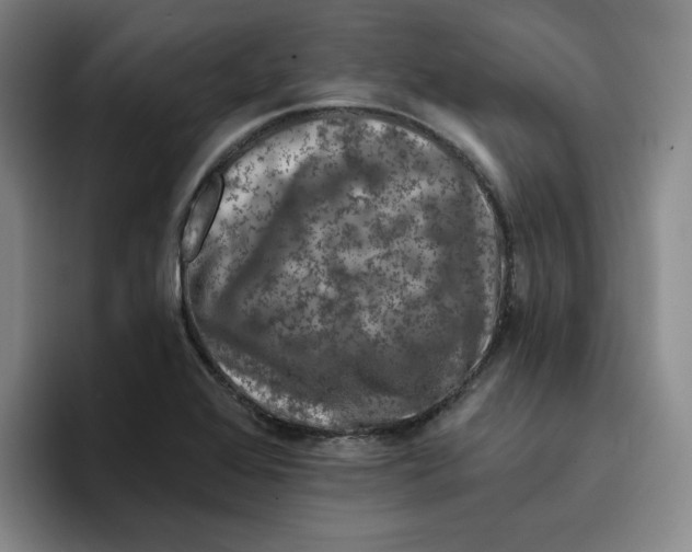 X0000096171368200802151426