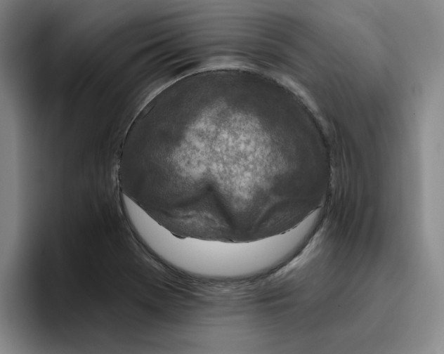 X0000096171369200802151426