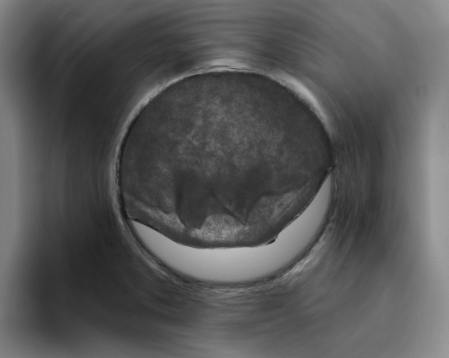 X0000096171373200802151426