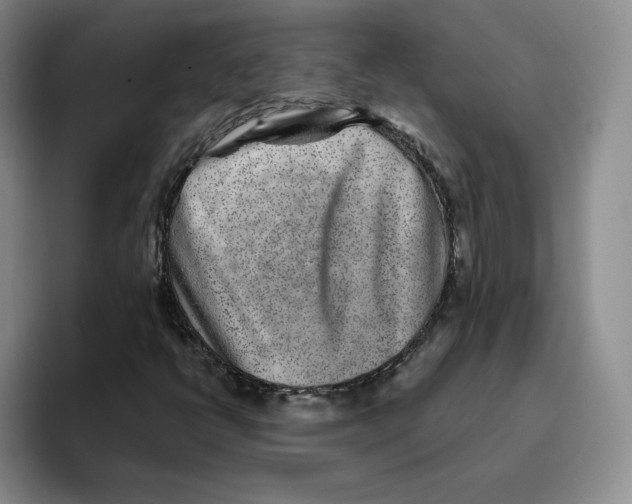 X0000096171398200802151425