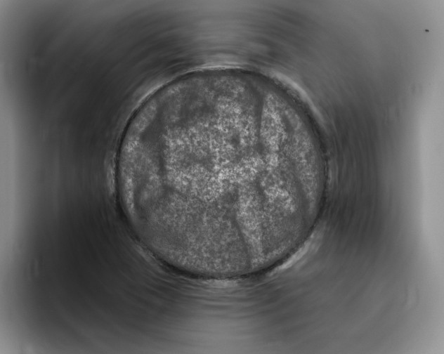 X0000096171409200802151425