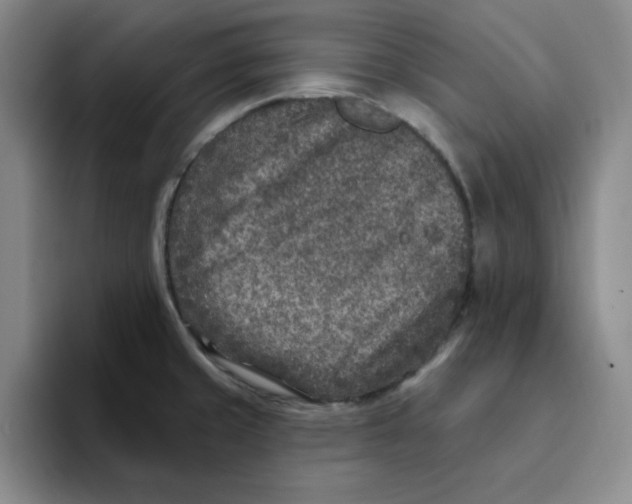 X0000096171429200802151426