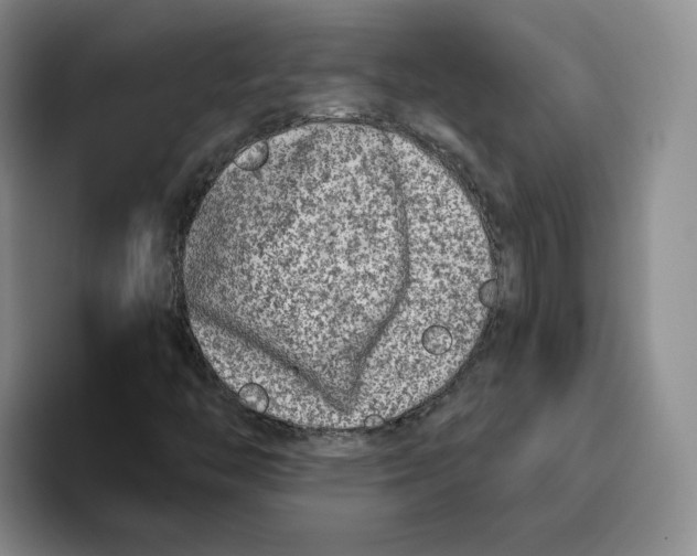 X0000096171446200802151425