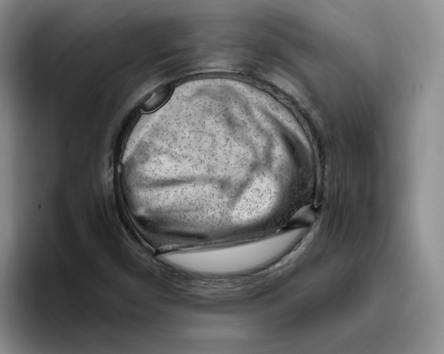 X0000096171450200802151425