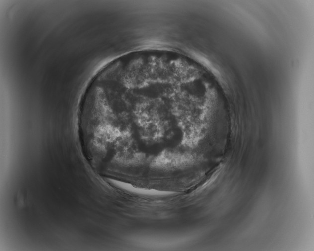 X0000096171463200802151425