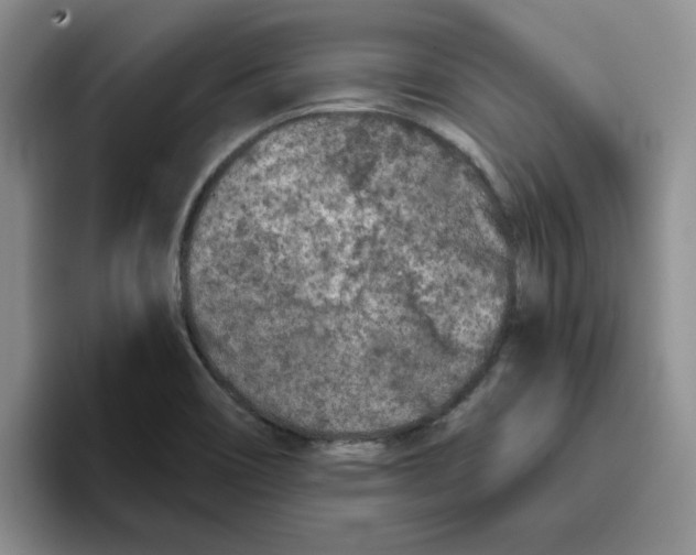 X0000096171466200802151425