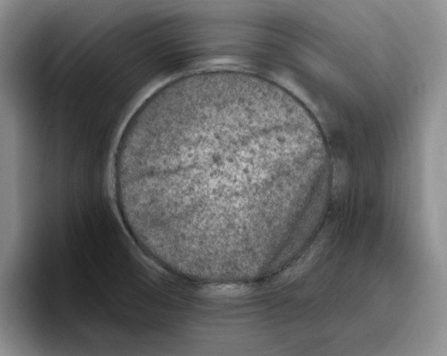 X0000096171474200802151425