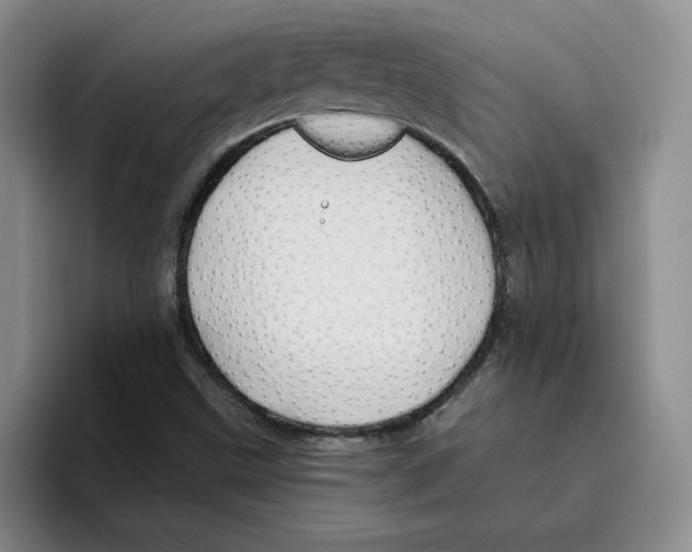 X0000096171499200802151424