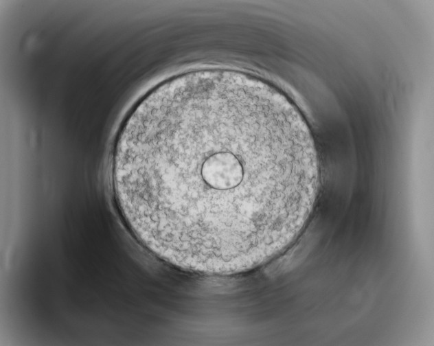 X0000096171514200802151424