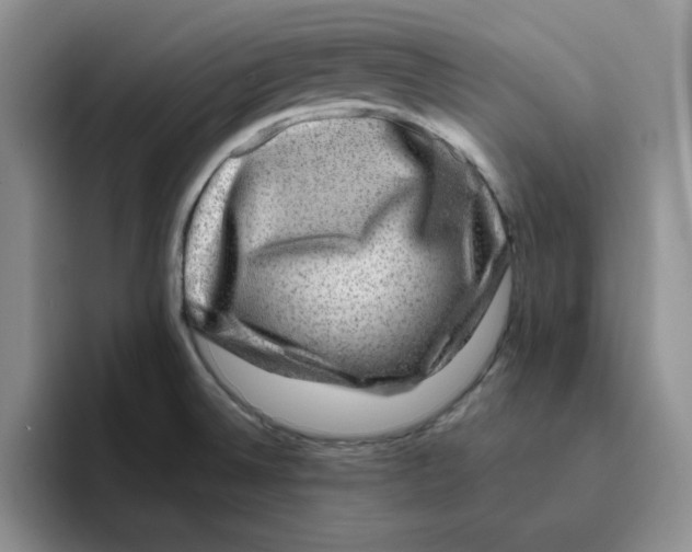 X0000096171524200802151424