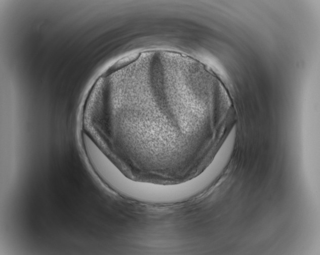 X0000096171528200802151424