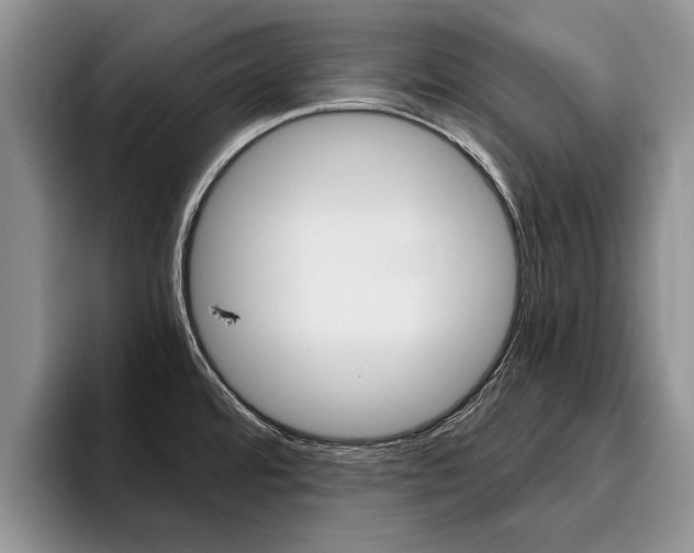 X0000096181480200801180840