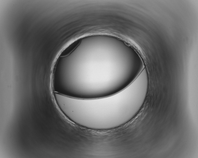 X0000096181528200801180840