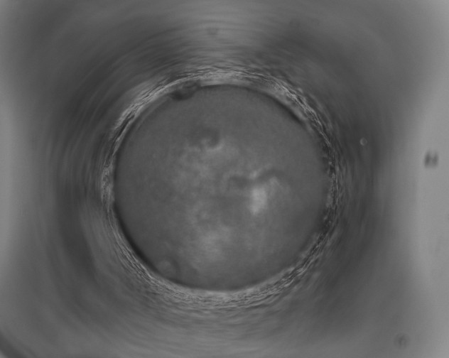 X0000096180002200801181322