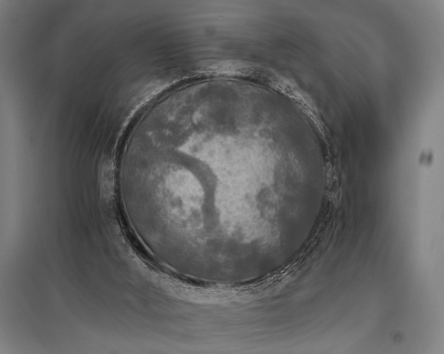 X0000096180012200801181322
