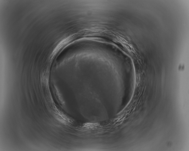X0000096180051200801181321