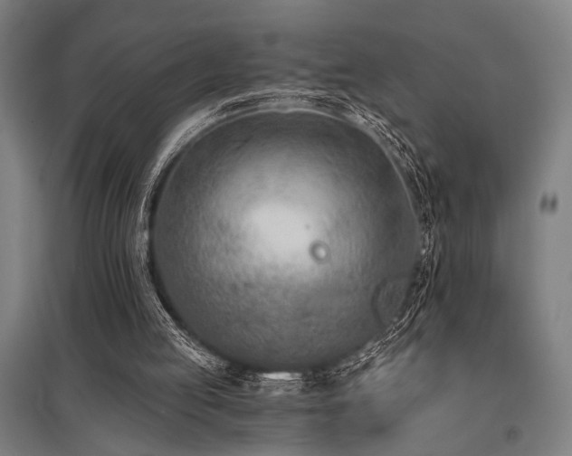 X0000096180053200801181321