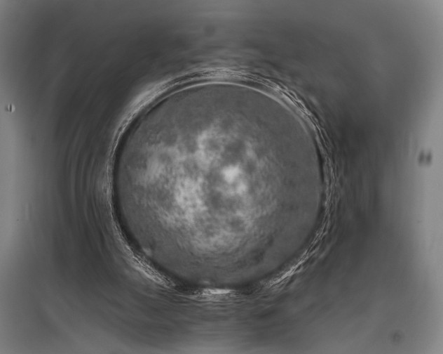 X0000096180055200801181321